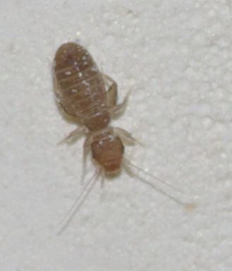 Liposcelis sp. (Liposcelididae)